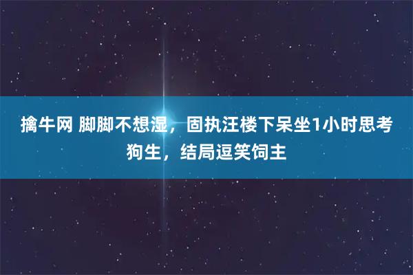 擒牛网 脚脚不想湿，固执汪楼下呆坐1小时思考狗生，结局逗笑饲主